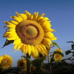 Zona Norte de Jalisco ofrecerá sus girasoles