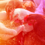 Se activan medidas preventivas contra la influenza aviar en Jalisco