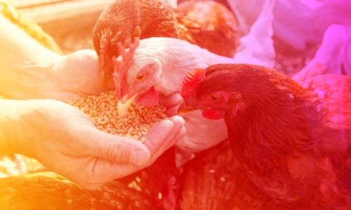 Medidas preventivas contra la influenza aviar en Jalisco