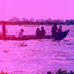 La Sader inicia la siembra de crías de tilapia en el lago de Chapala
