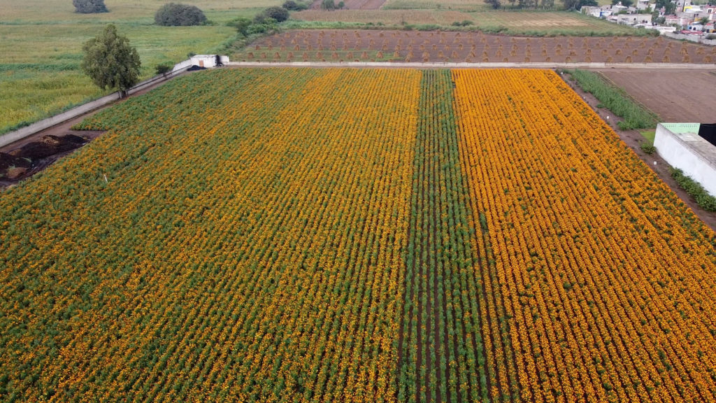 Campos de cempasúchl en Tlajomulco