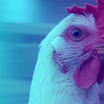 Jalisco se sitúa entre los primeros estados del país con granjas libres de influenza aviar AH5N1