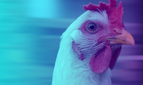 Jalisco se sitúa entre los primeros estados del país con granjas libres de influenza aviar AH5N1
