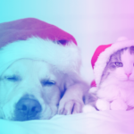 Recomendaciones del Gobierno de Guadalajara para el bienestar de las mascotas en esta temporada de Navidad