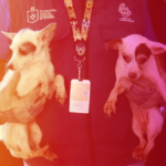 Rescatan autoridades a 52 perritos en Guadalajara EC_2601_Destacada_Rescatan_autoridades_a_52_perritos_en_Guadalajara