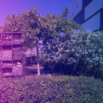 EC_1304_Destacada_Zapopan_promueve_jardines_polinizadores_para_fortalecer